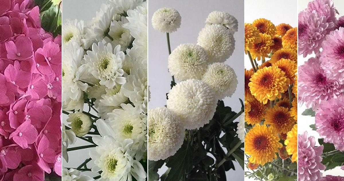 Jual bunga potong di bali 